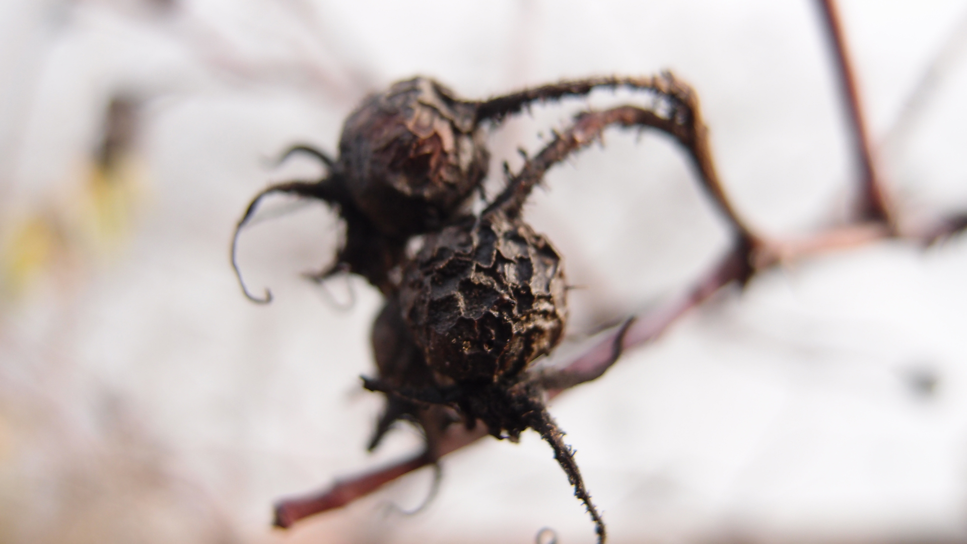 2021-03-10 Hanno Leichtmann - 1996 Monolith (rauschpartikel Remix 1 - 3)